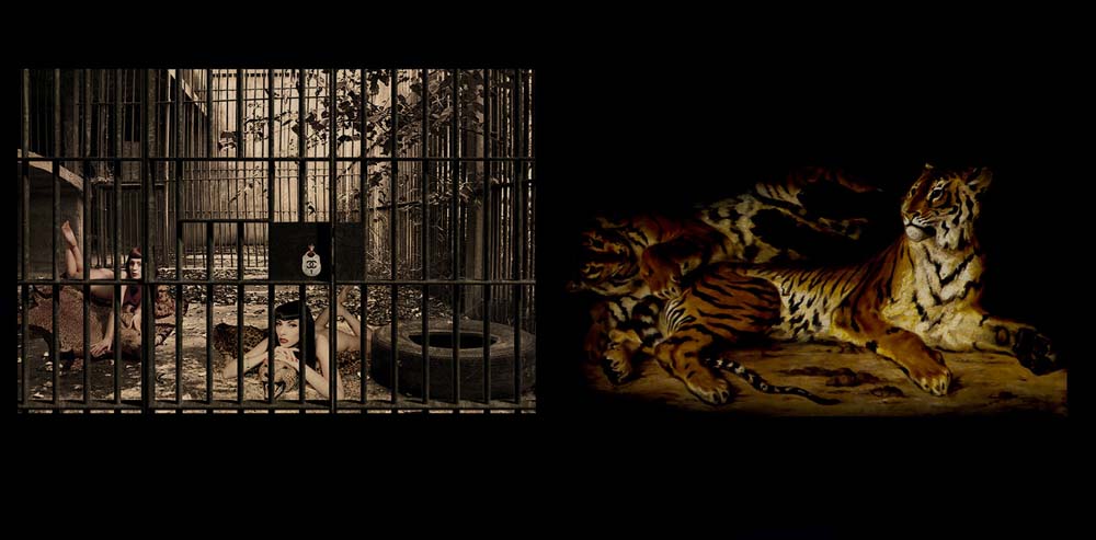 DONE ZOO 